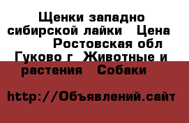 Щенки западно-сибирской лайки › Цена ­ 3 000 - Ростовская обл., Гуково г. Животные и растения » Собаки   